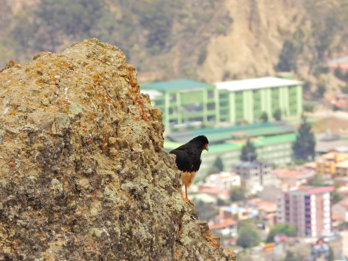 Mountain Caracara - ML643793481