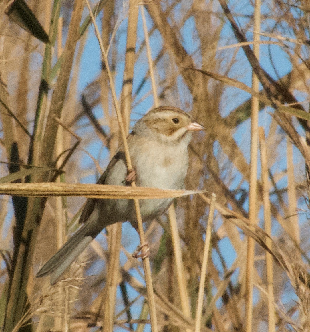 Clay-colored Sparrow - ML643793484