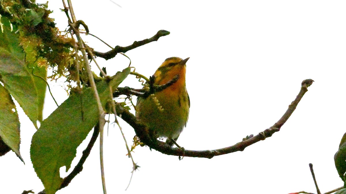 Blackburnian Warbler - ML643793492