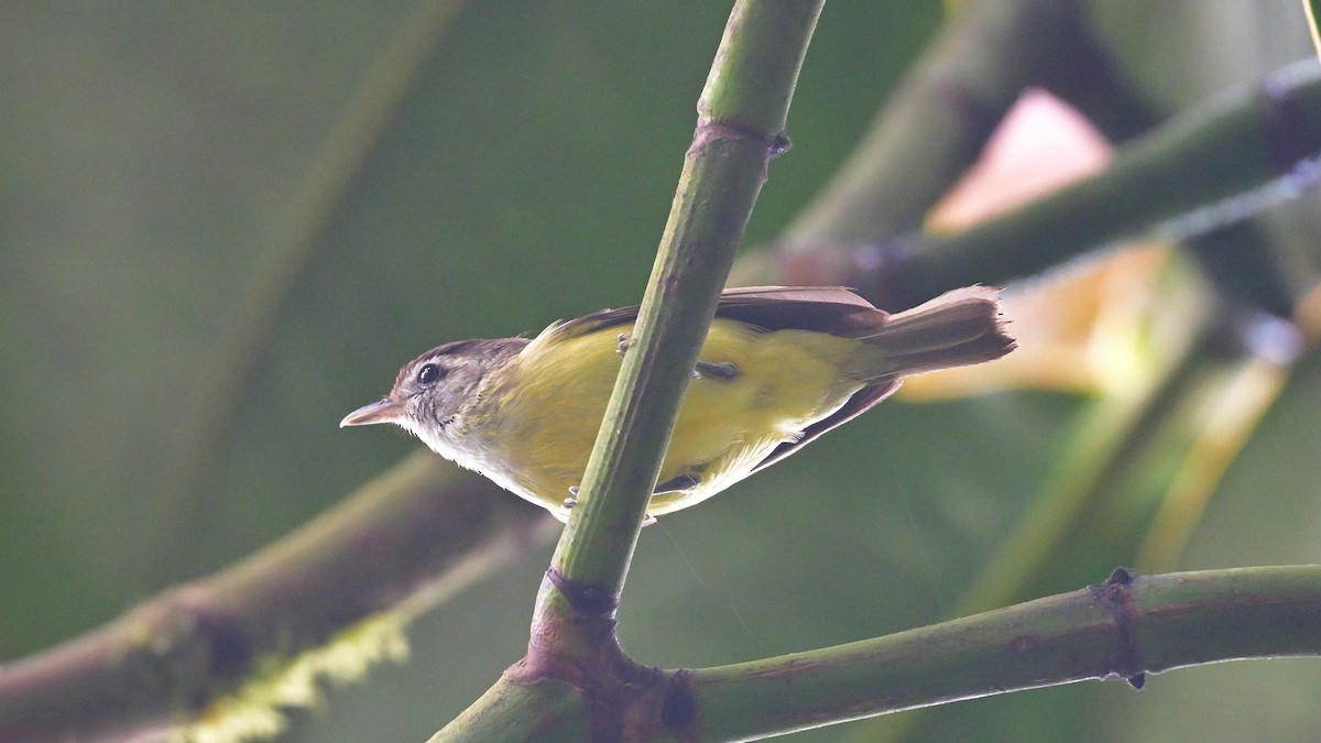 Brown-capped Vireo - ML643793504