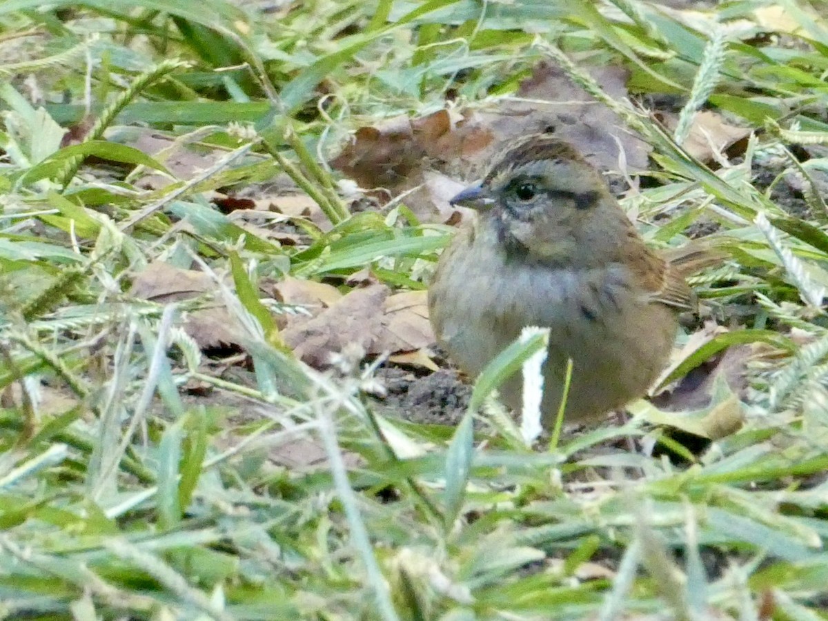 Swamp Sparrow - ML643793520