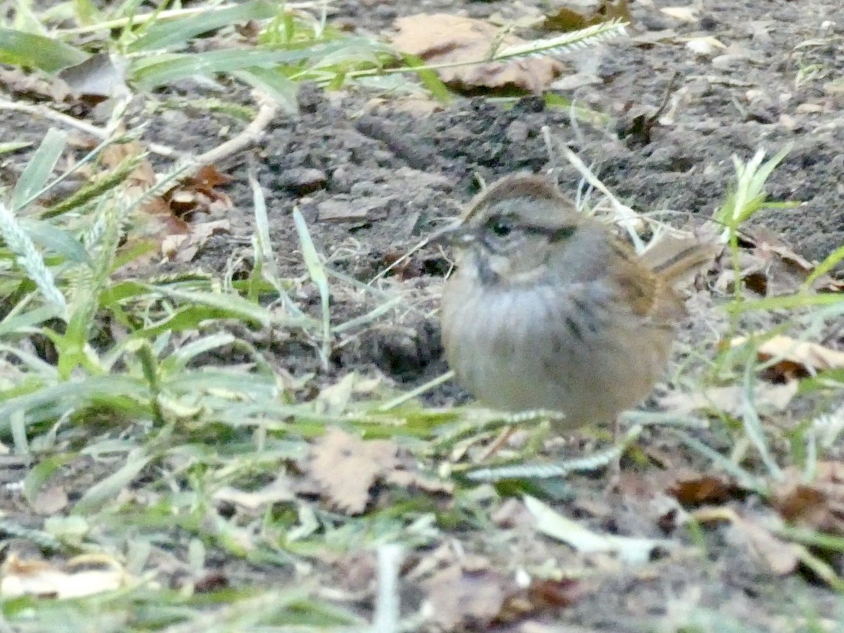 Swamp Sparrow - ML643793521
