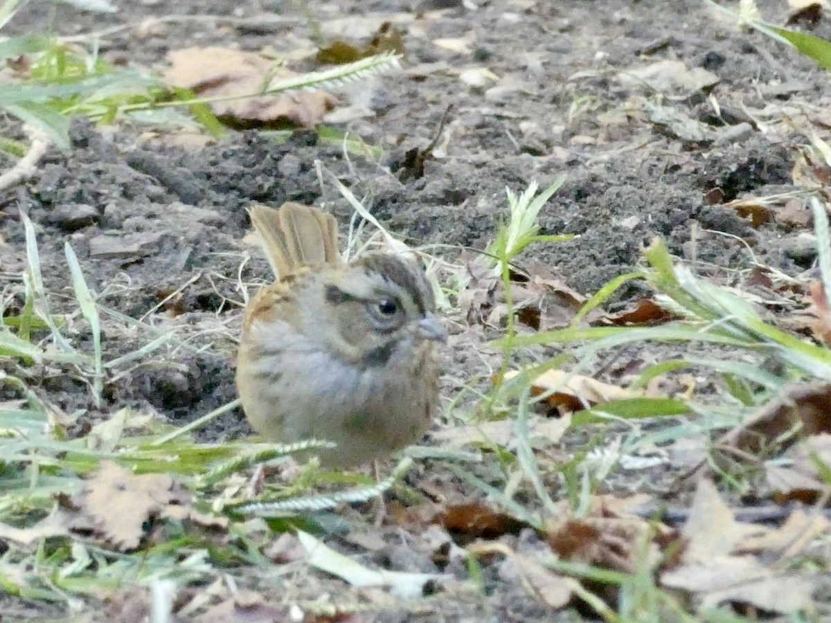 Swamp Sparrow - ML643793522