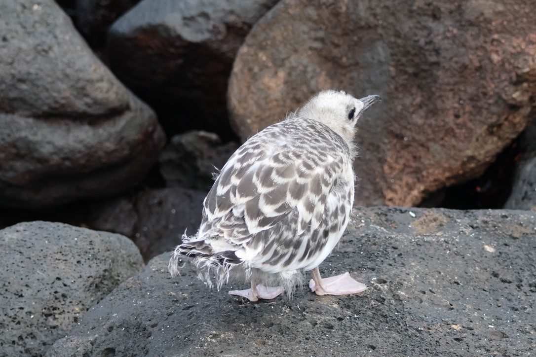 Swallow-tailed Gull - ML643793533