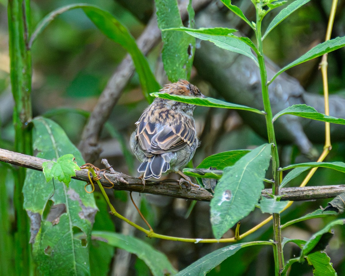Chipping Sparrow - ML643793545