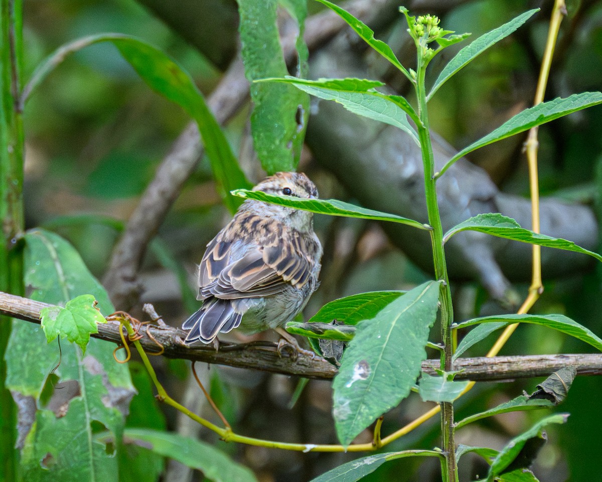 Chipping Sparrow - ML643793546