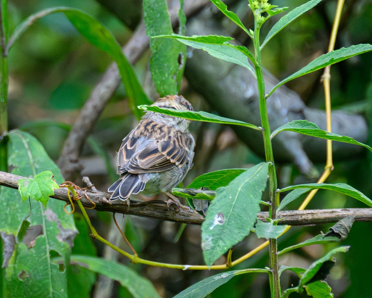 Chipping Sparrow - ML643793547