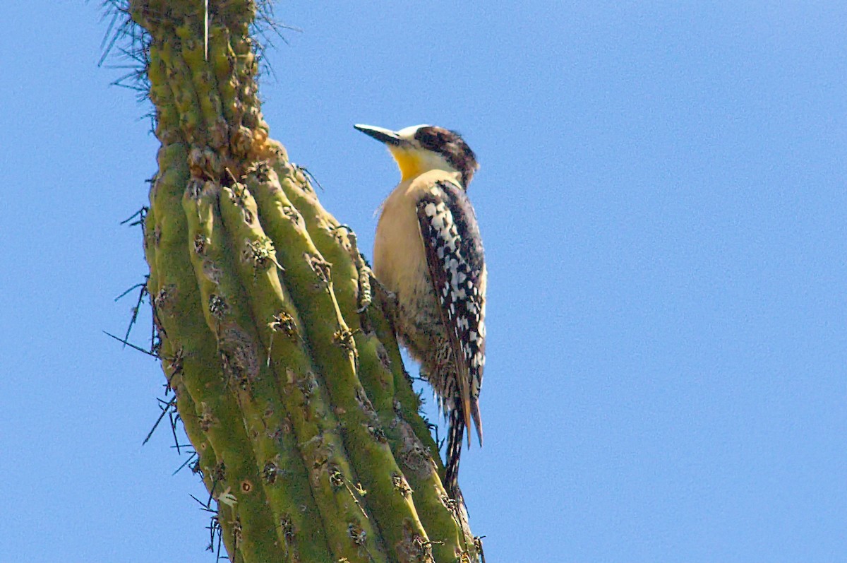 White-fronted Woodpecker - ML643793548
