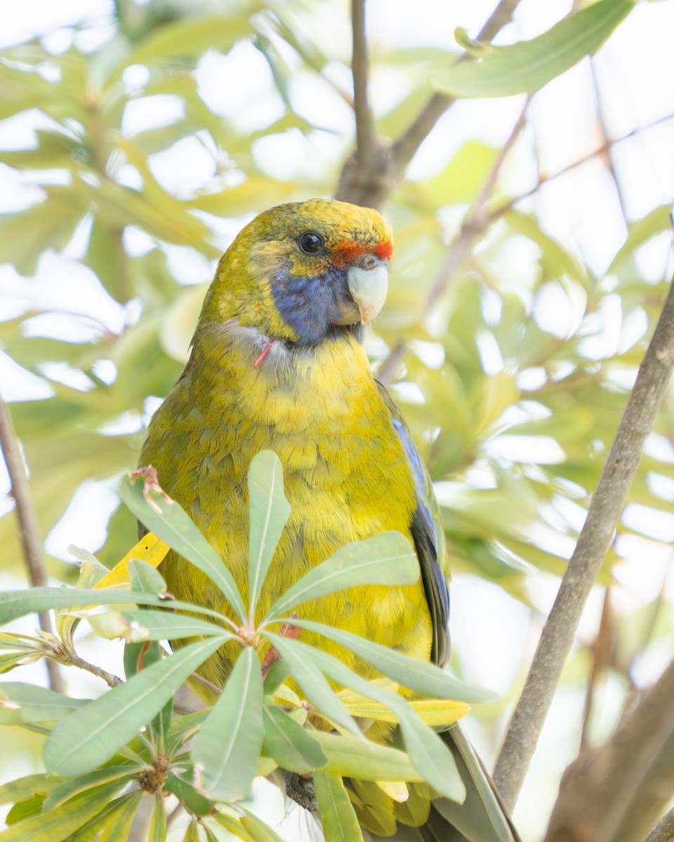 Green Rosella - ML643793549