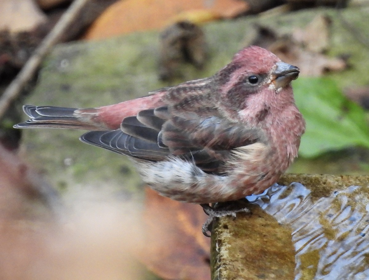 Purple Finch - ML643793566