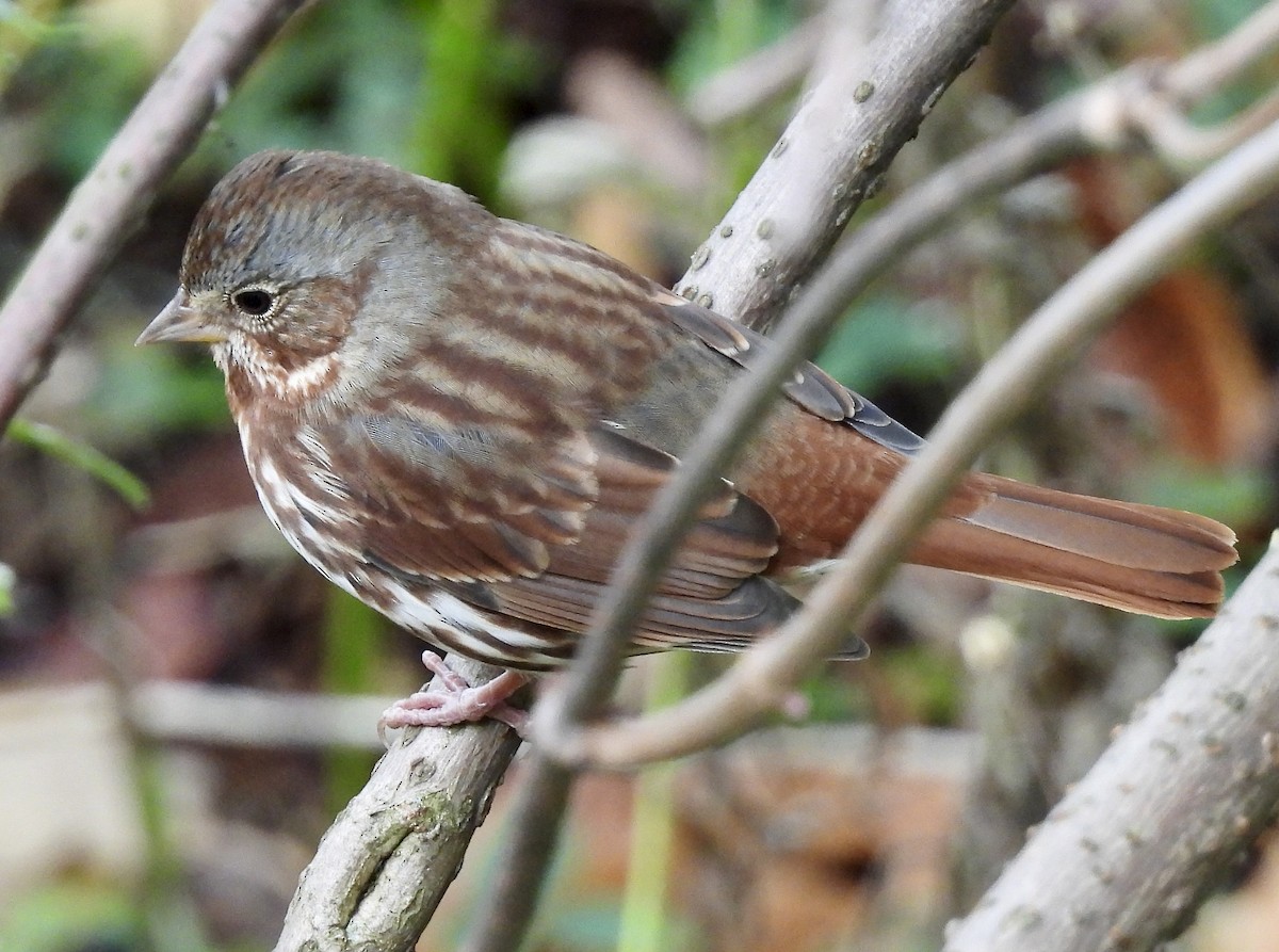 Fox Sparrow - ML643793582
