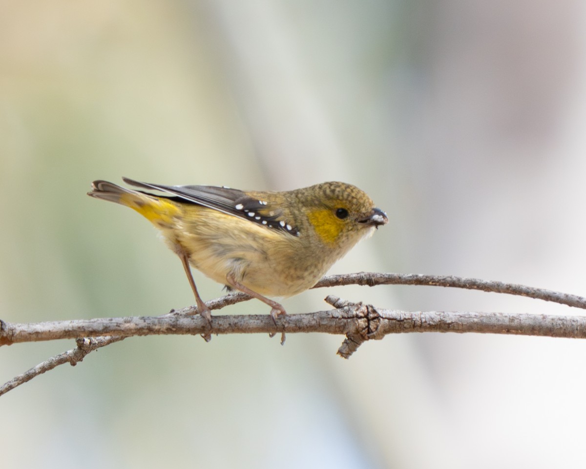 Forty-spotted Pardalote - ML643793601