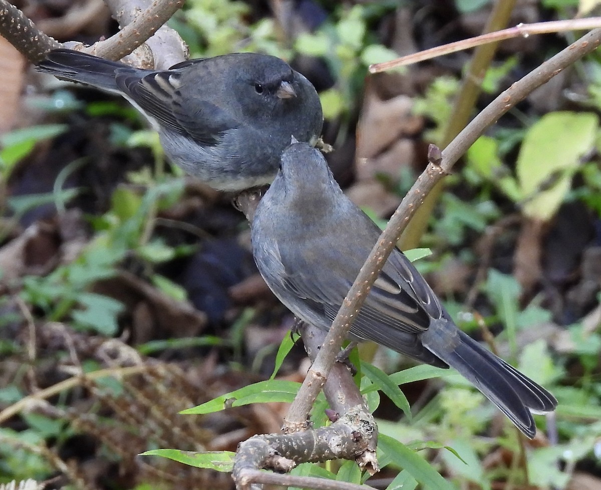 Dark-eyed Junco - ML643793607