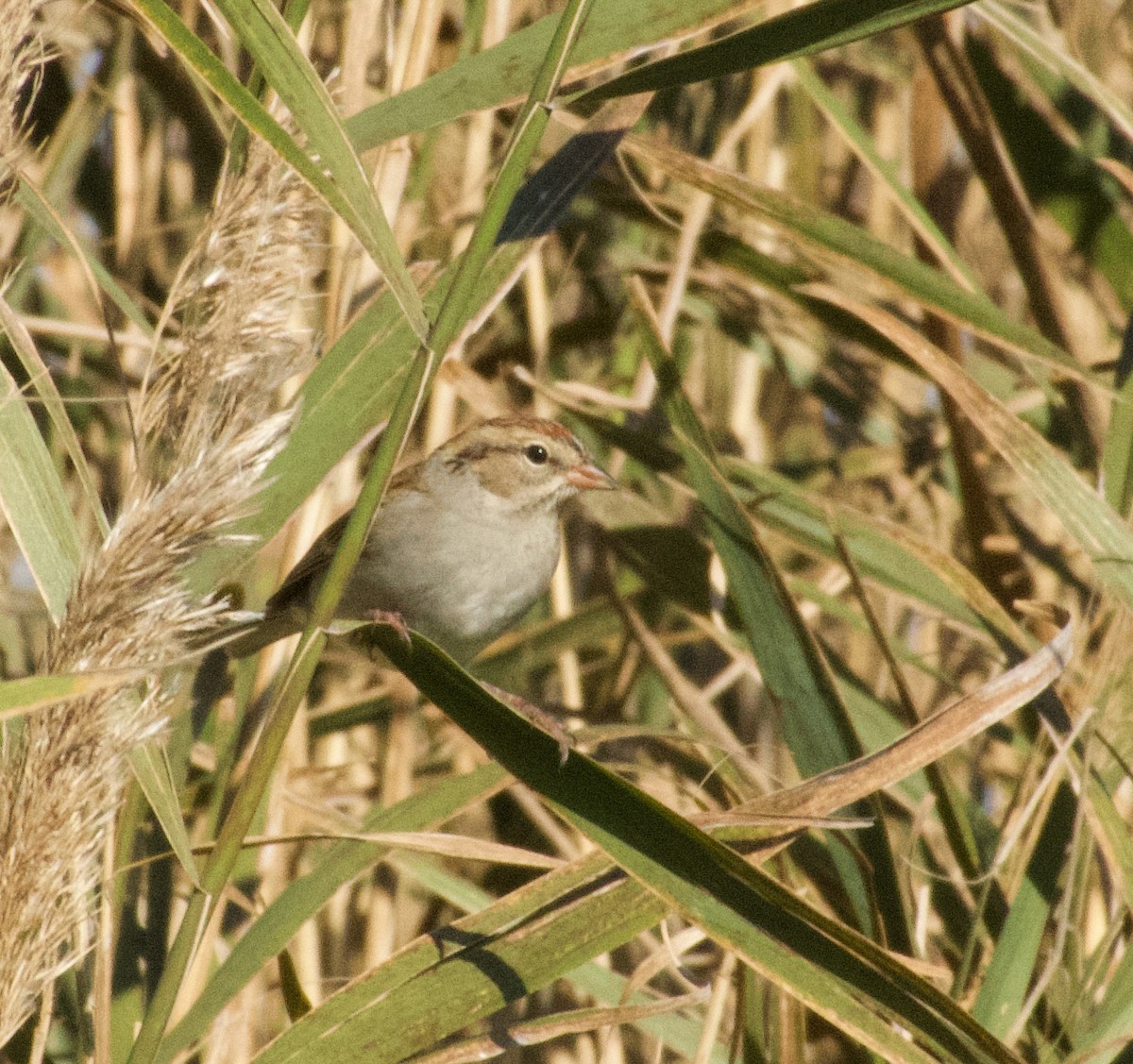 Chipping Sparrow - ML643793612