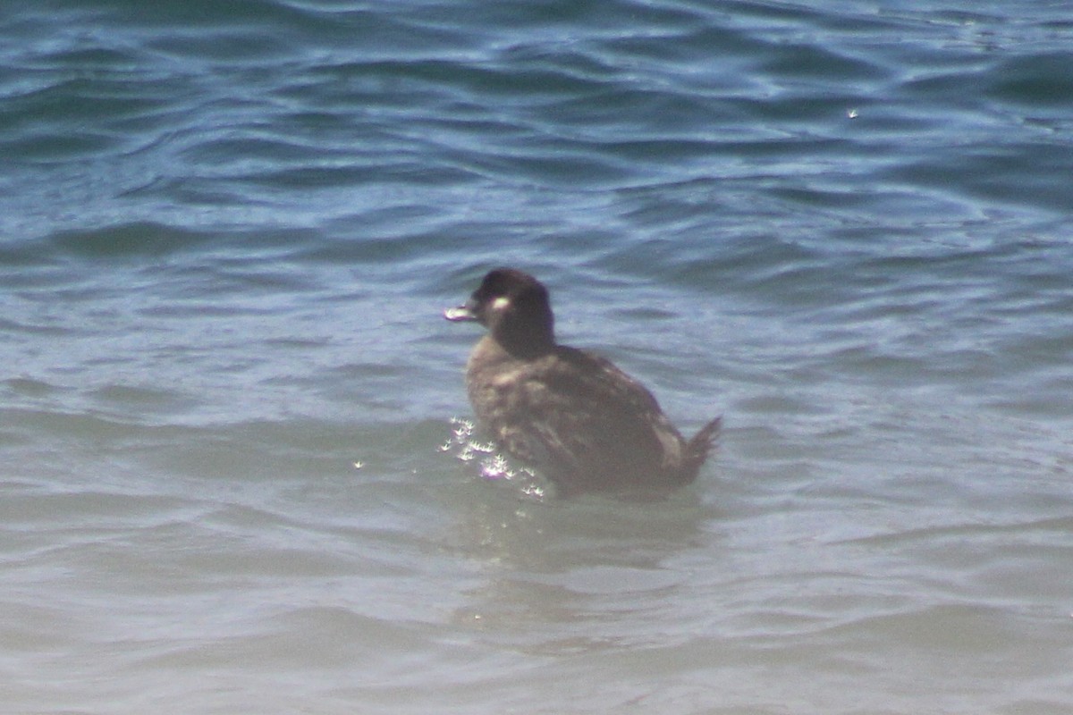 Surf Scoter - ML643793619