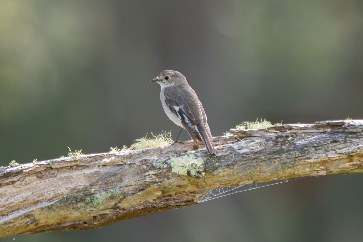 Flame Robin - ML643793628