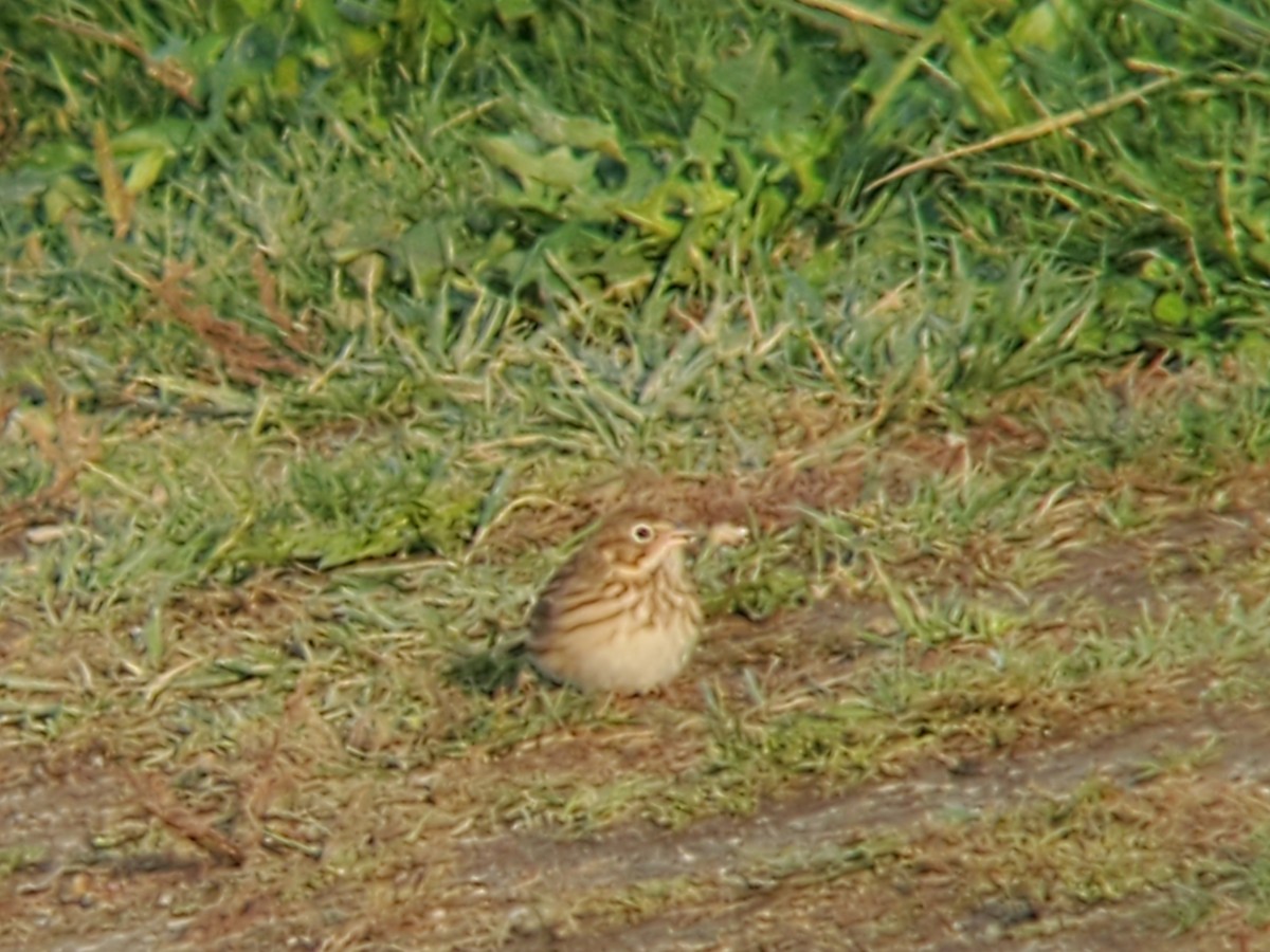 Vesper Sparrow - ML643793633