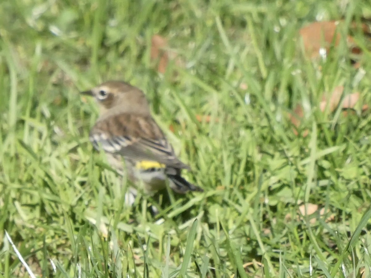 Yellow-rumped Warbler - ML643793646