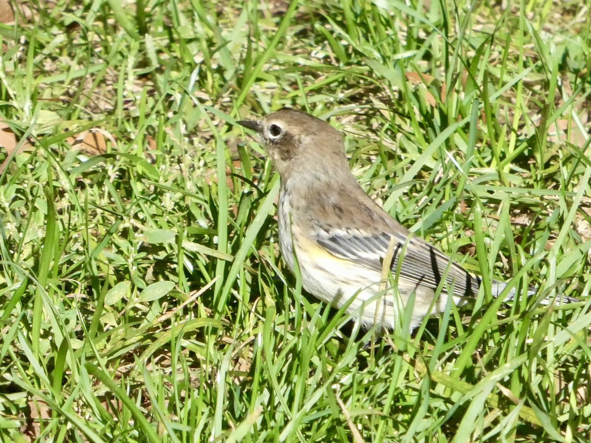 Yellow-rumped Warbler - ML643793647