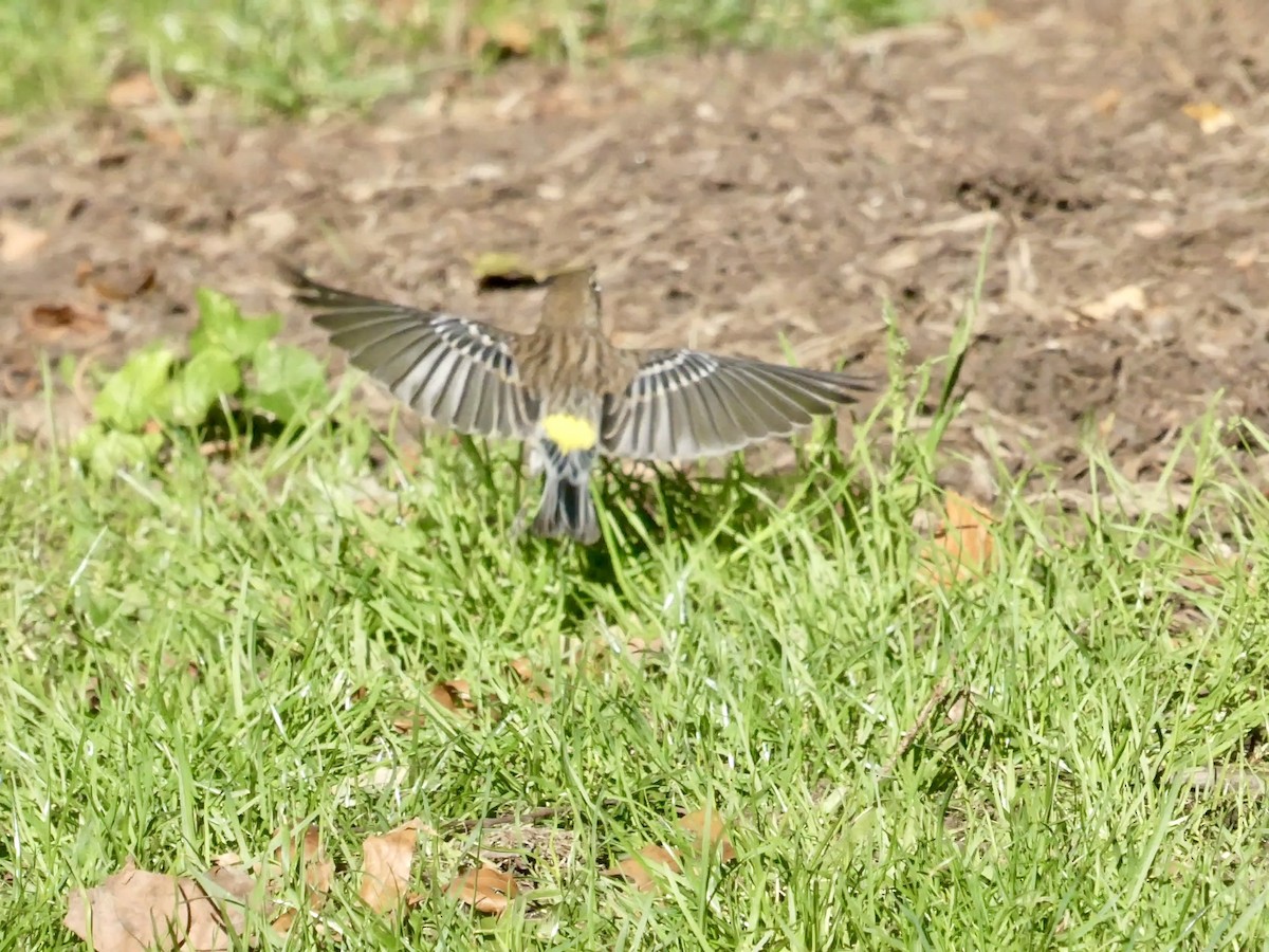Yellow-rumped Warbler - ML643793648