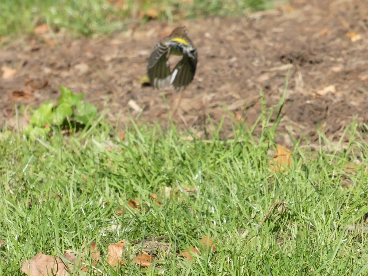 Yellow-rumped Warbler - ML643793649