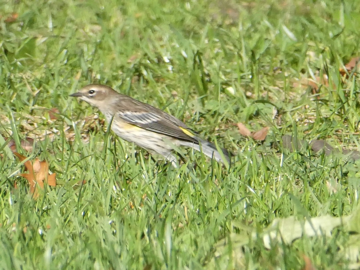 Yellow-rumped Warbler - ML643793650