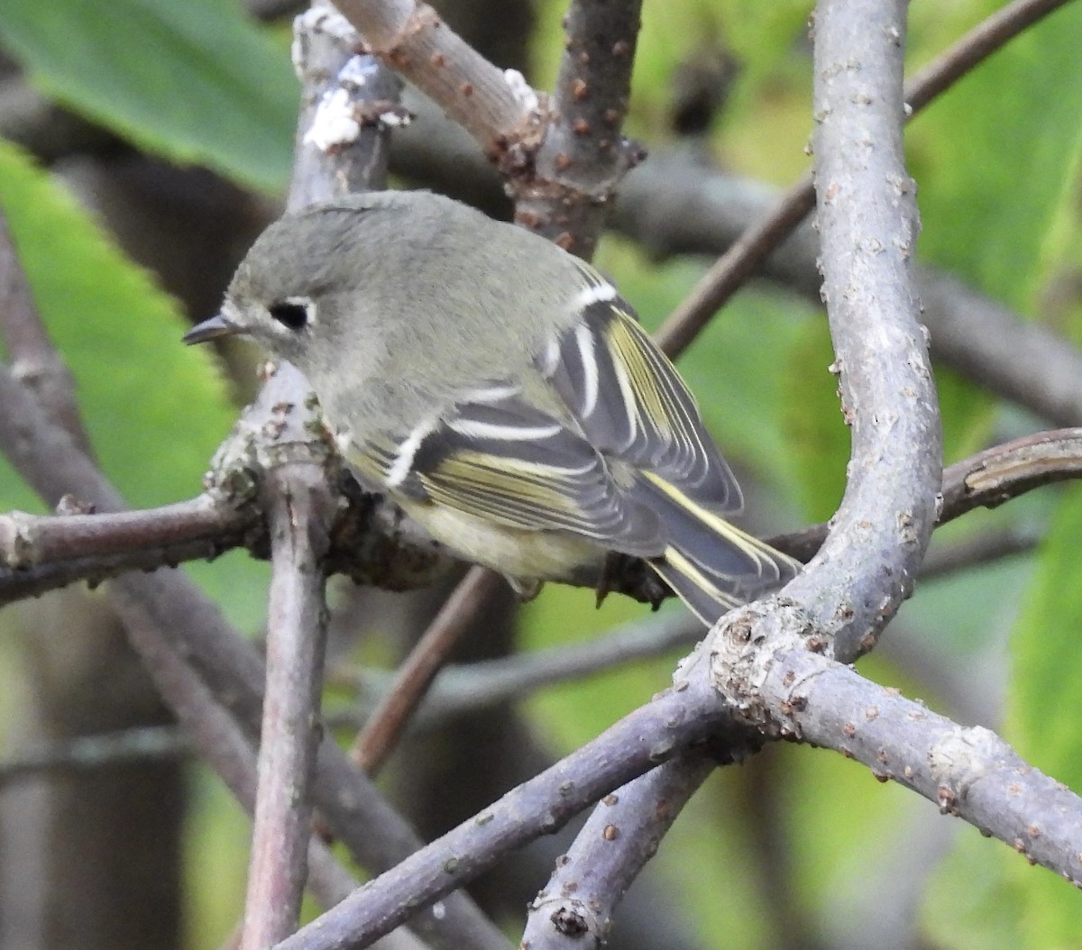 Ruby-crowned Kinglet - ML643793654