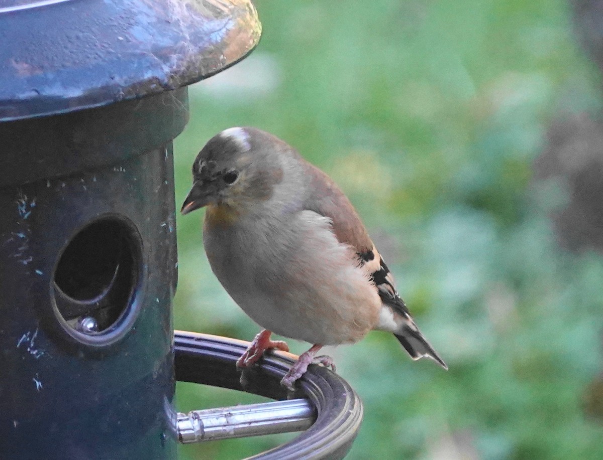 American Goldfinch - ML643793655