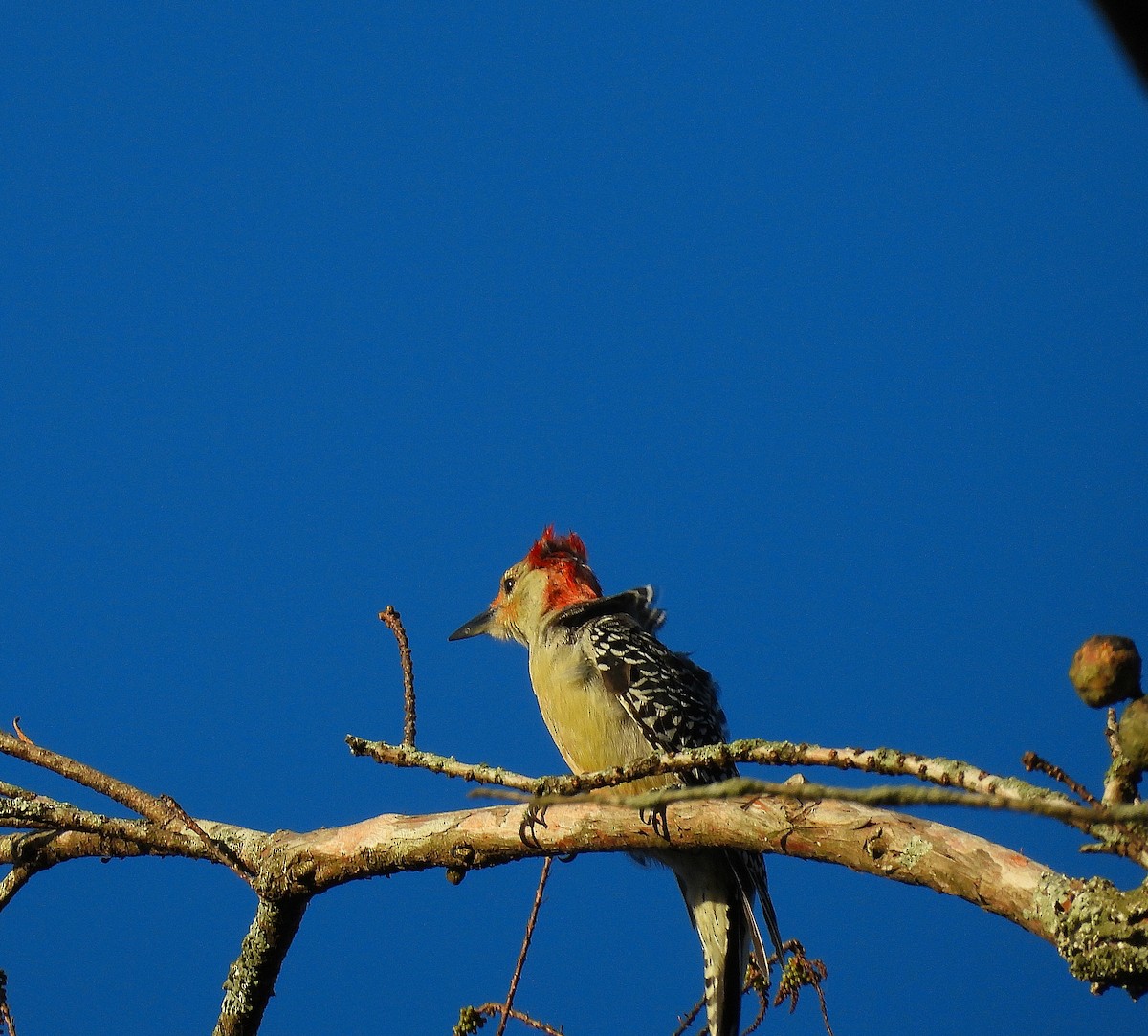 Red-bellied Woodpecker - ML643793684