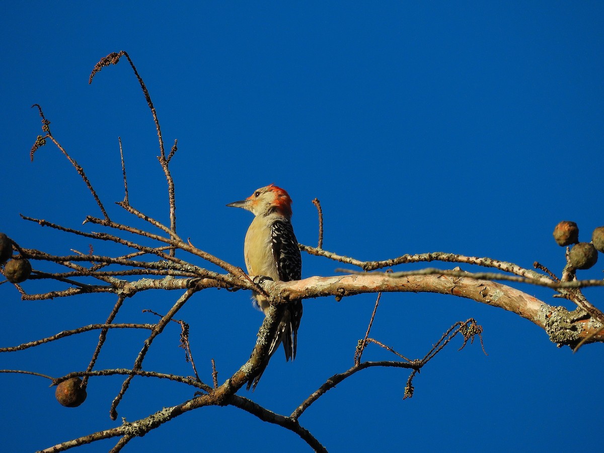 Red-bellied Woodpecker - ML643793685