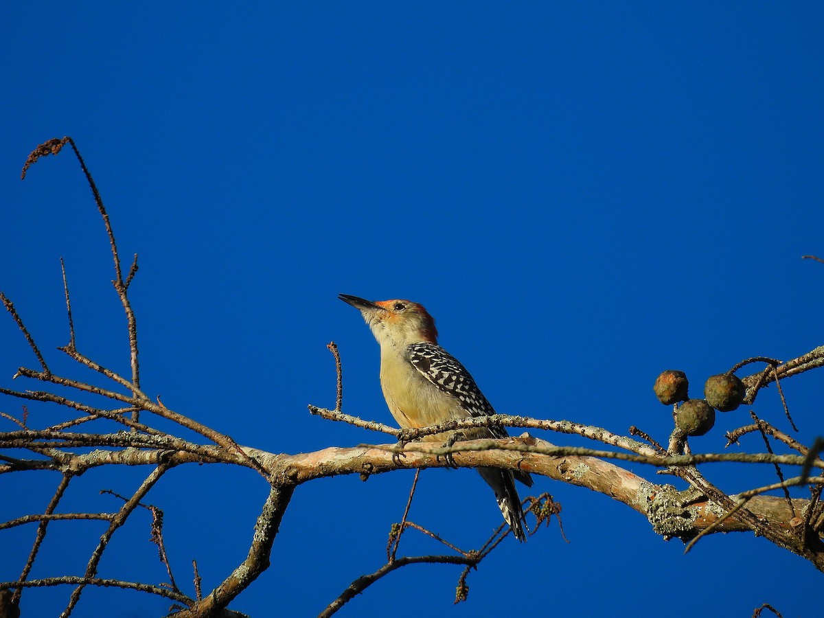 Red-bellied Woodpecker - ML643793686