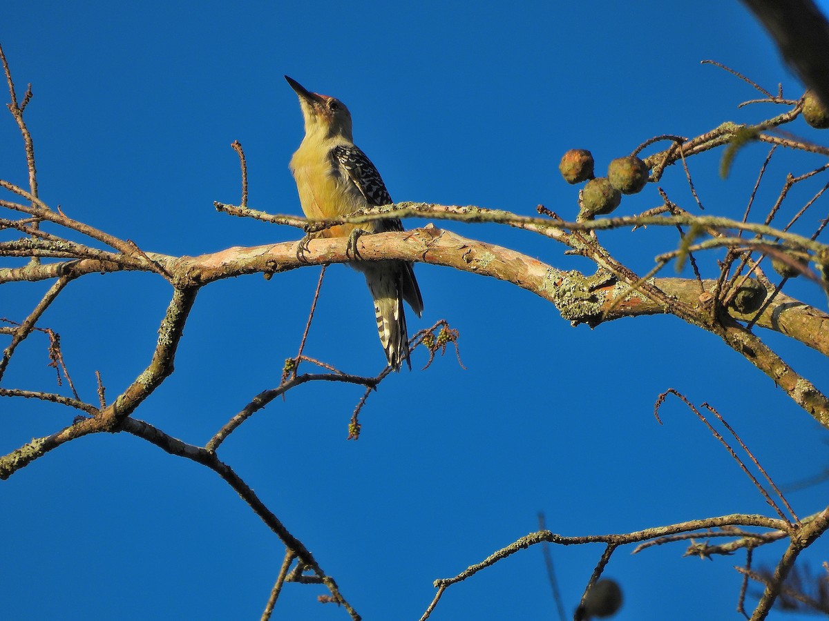 Red-bellied Woodpecker - ML643793687