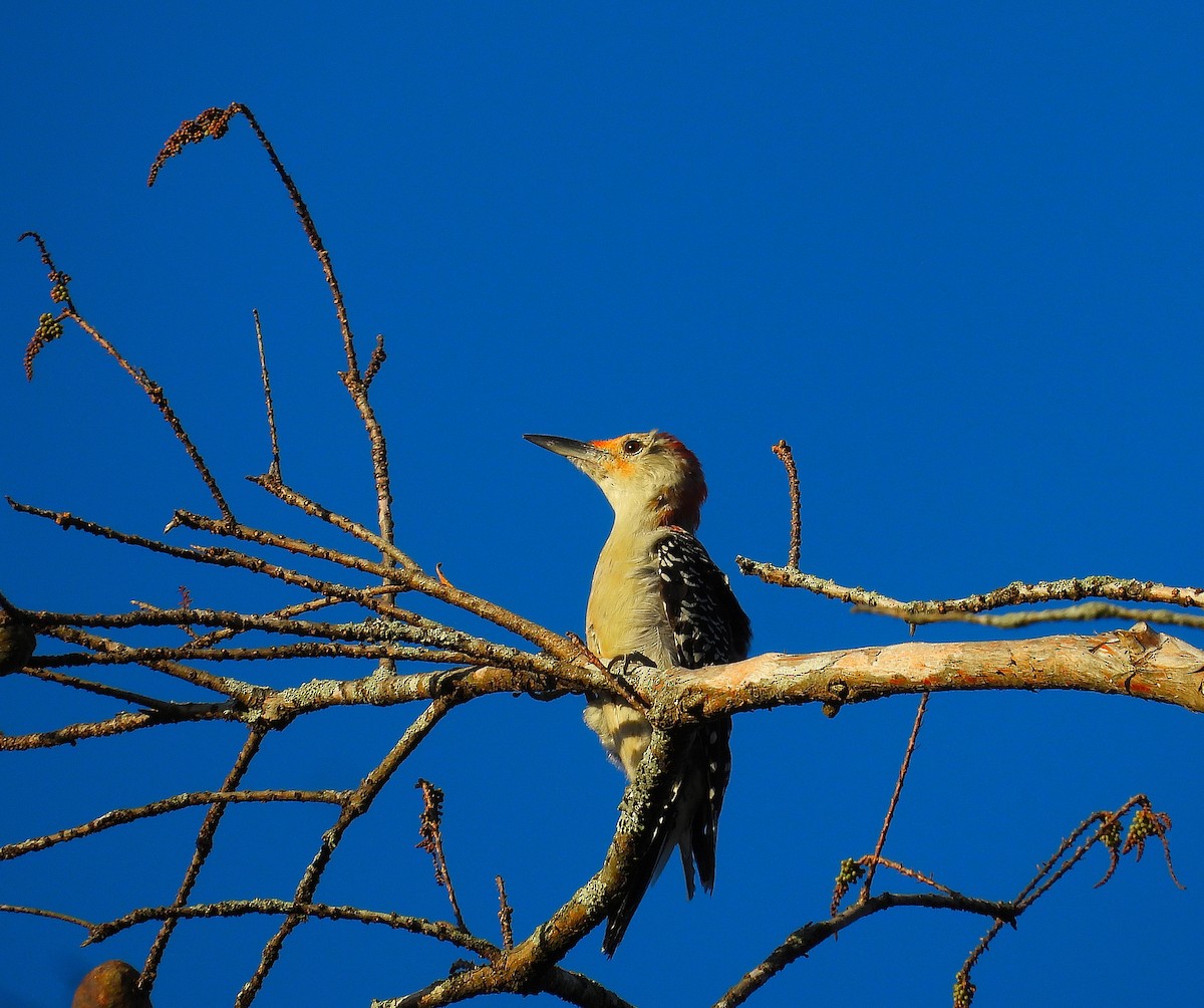 Red-bellied Woodpecker - ML643793692