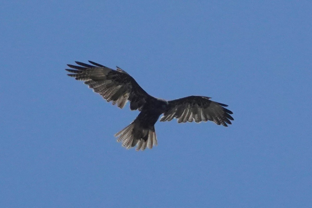 Buteo, unbestimmt - ML643793693