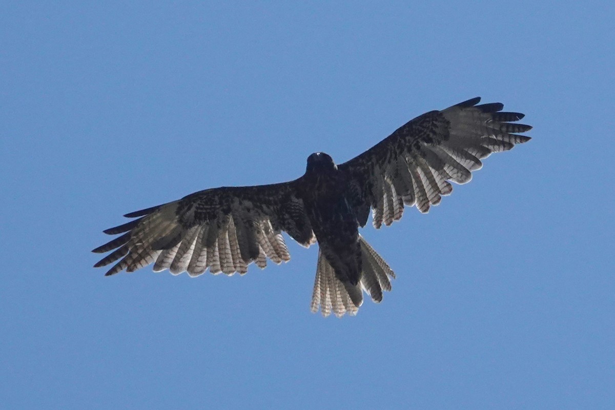 Buteo, unbestimmt - ML643793694