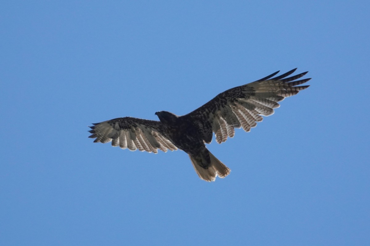 Buteo, unbestimmt - ML643793695
