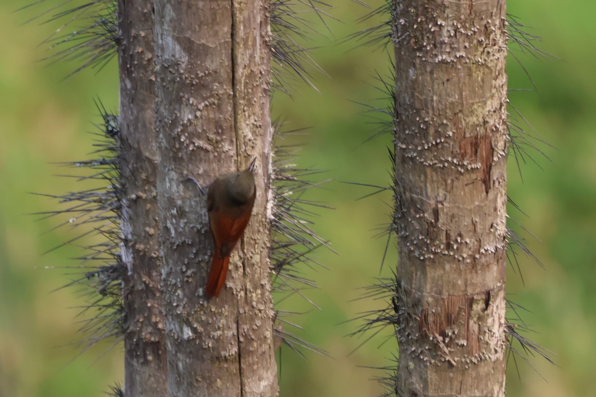 Olivaceous Woodcreeper - ML643793702