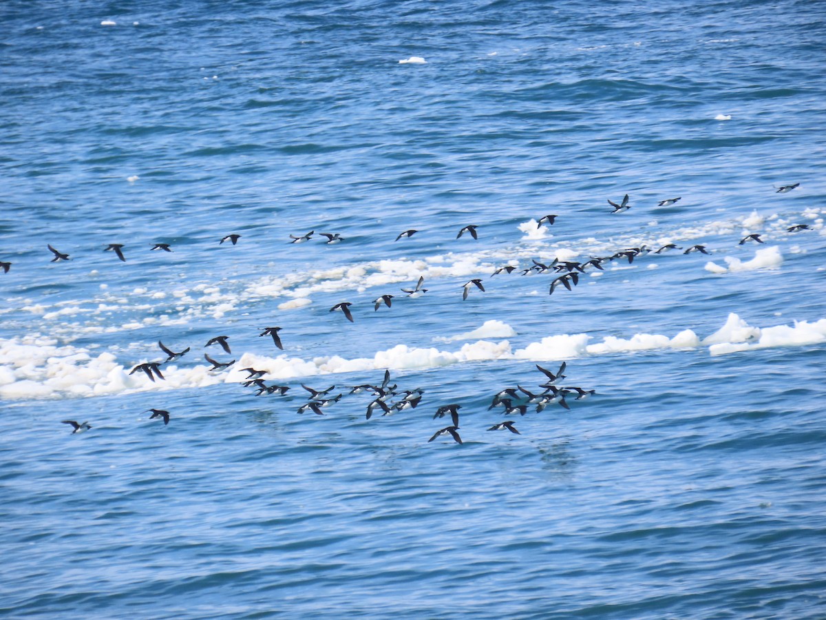 polarlomvi - ML643793721