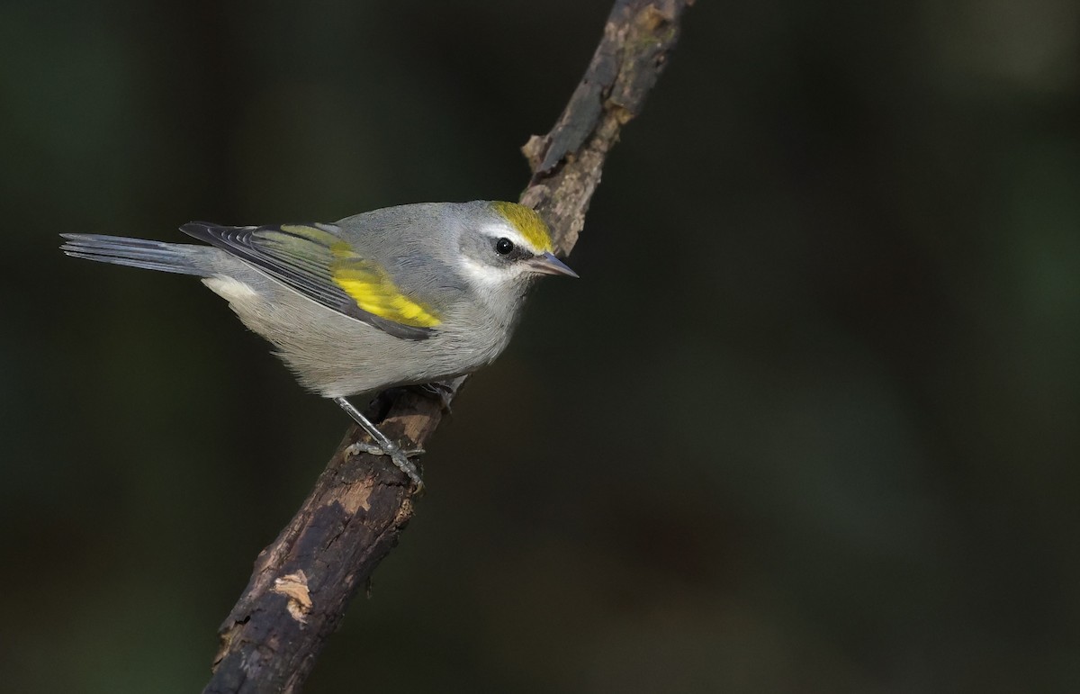 Golden-winged Warbler - ML643793724