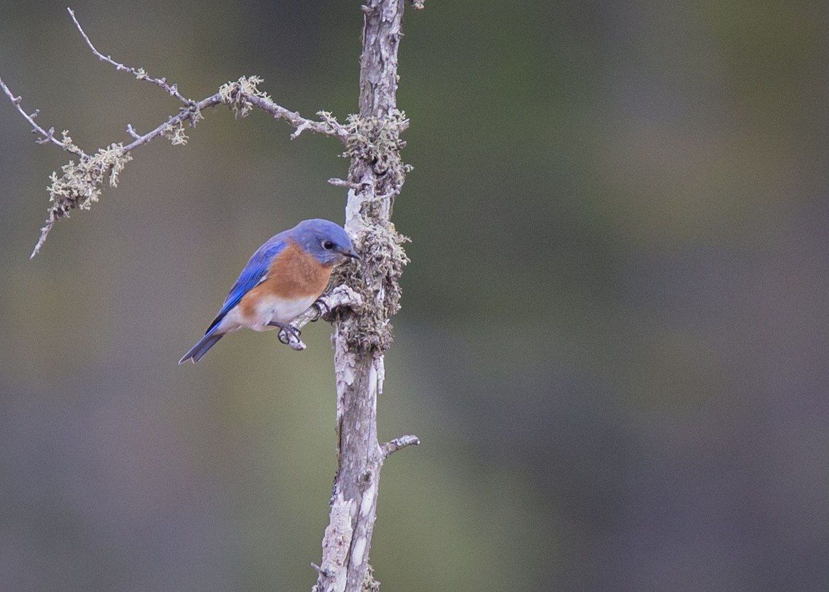 salašník modrý - ML643793735