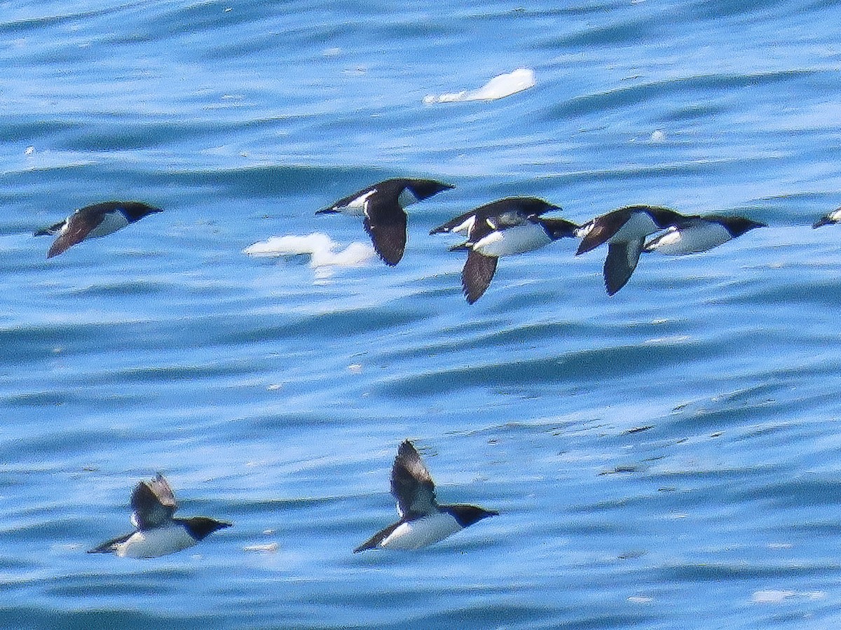 polarlomvi - ML643793740