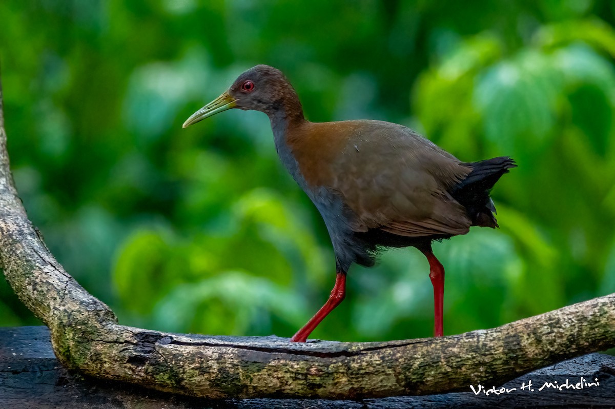 Slaty-breasted Wood-Rail - ML643793749