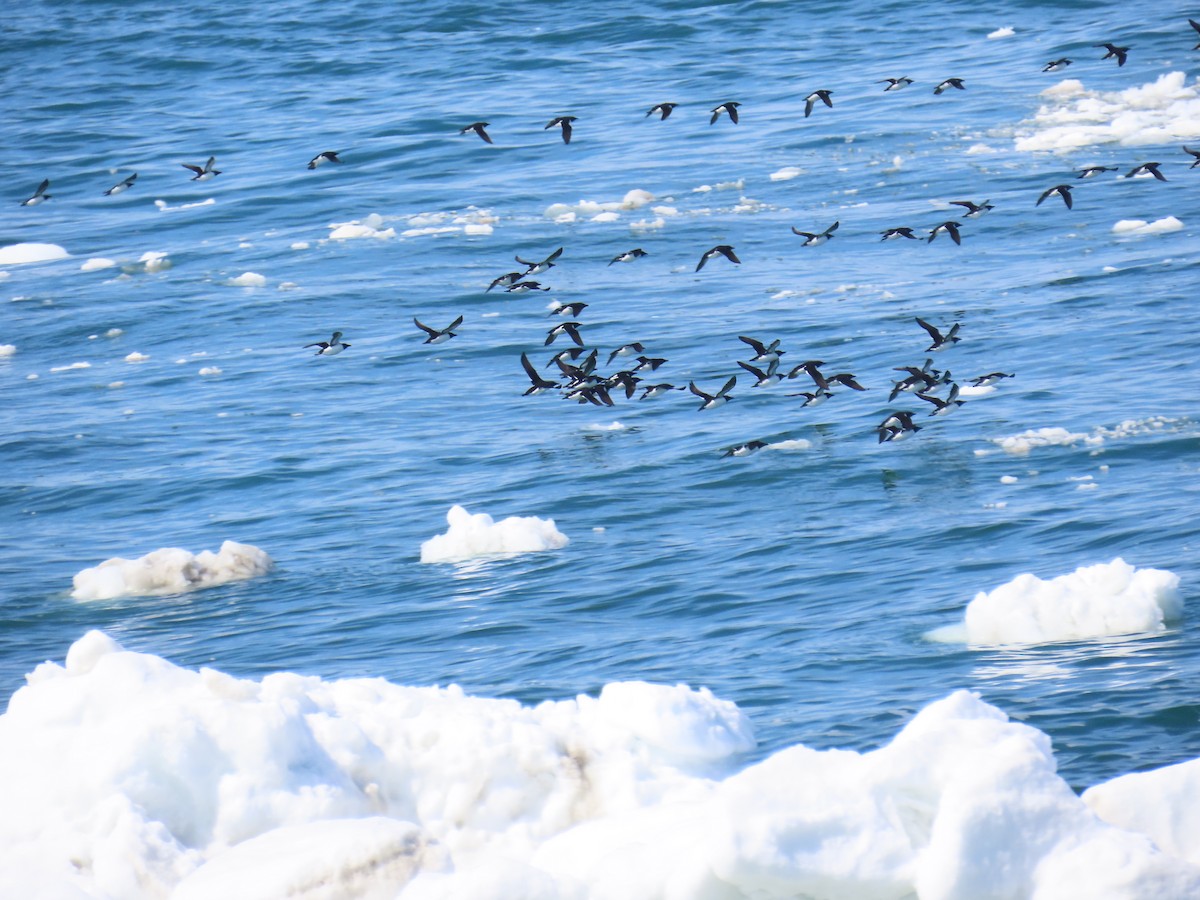 polarlomvi - ML643793754