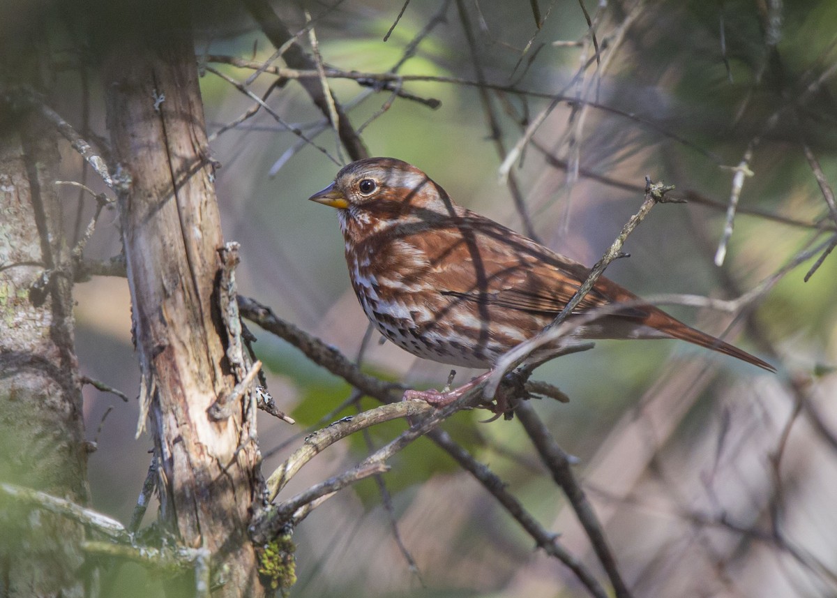 strnadec kaštanový (ssp. iliaca/zaboria) - ML643793756