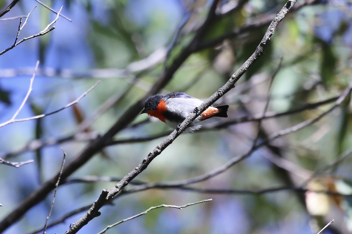 Picaflores Golondrina (hirundinaceum) - ML643793761