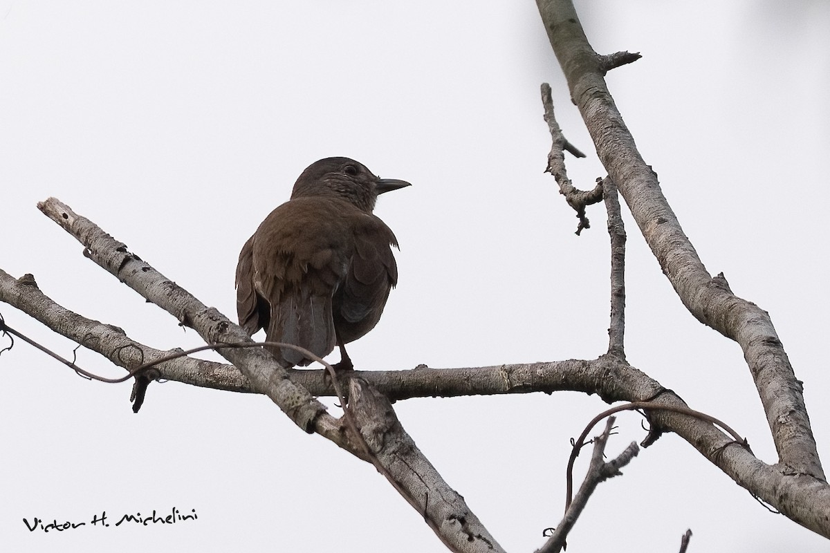 Fahlbrustdrossel - ML643793773