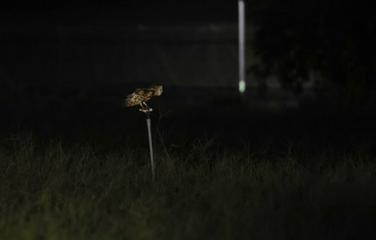 Lechuza Patilarga - ML643793822