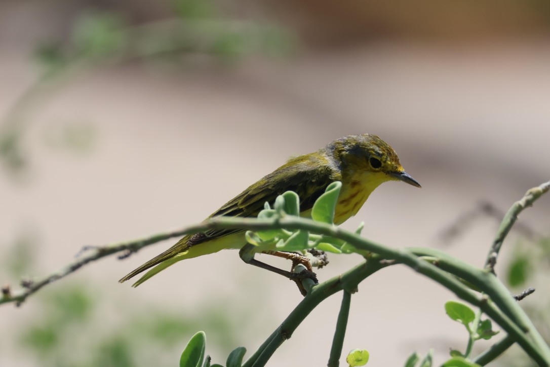 Yellow Warbler (Galapagos) - ML643793842