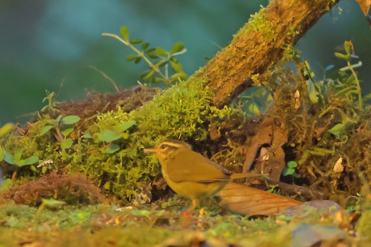 Three-striped Warbler - ML643793856