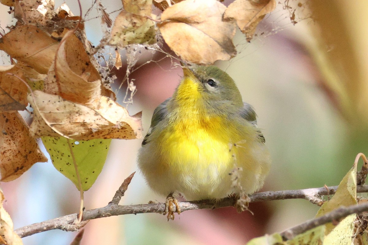 Northern Parula - ML643793858